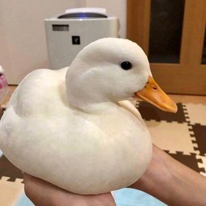 Meet your Posher, Yuwen